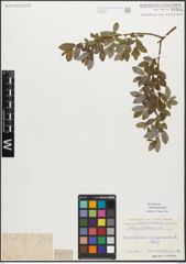 Foto von Salix myrsinifolia Salisb.